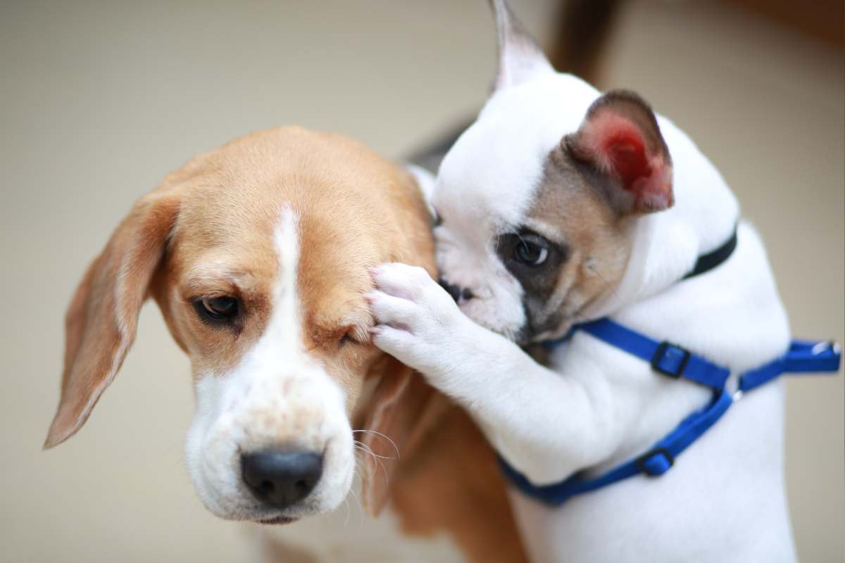 I cani litigano e combattono al parco? Per farli smettere, basta fare così