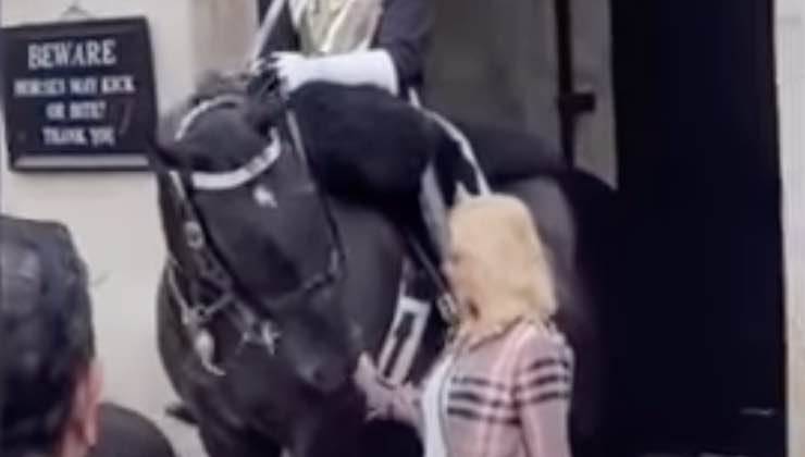 Il cavallo delle guardie reali dà un morso alla turista 