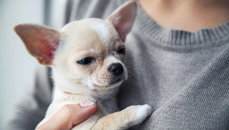 Chihuahua