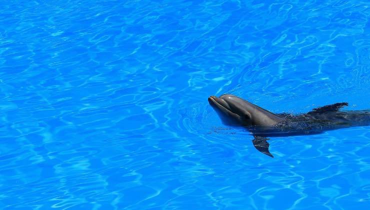 Delfino nell'acqua cristallina di una piscina 