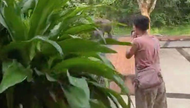 Donna dietro i cespugli tenda di fotografare un elefante 