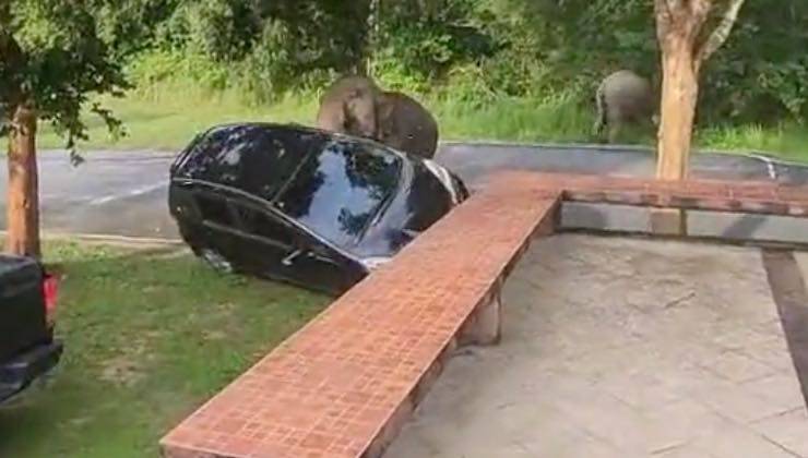 Elefante solleva la macchina con la proboscide 