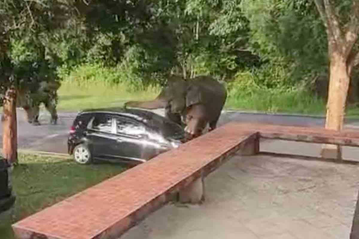 Un elefante si avvicina a un'automobile parcheggiata