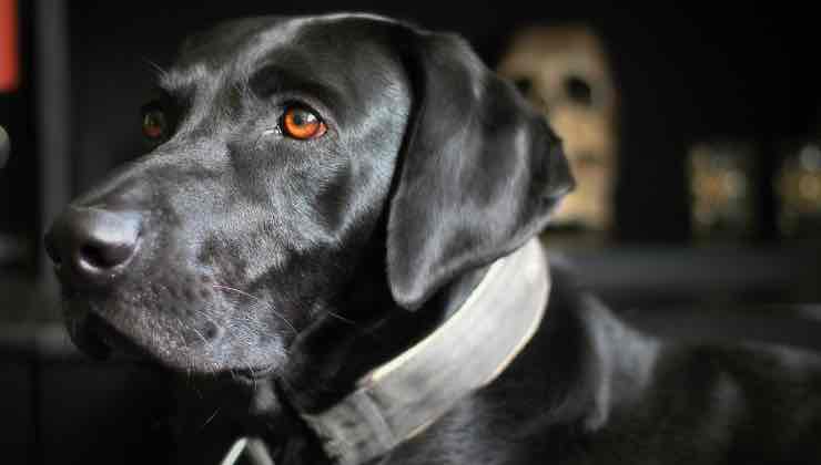 Cane nero con sguardo triste 