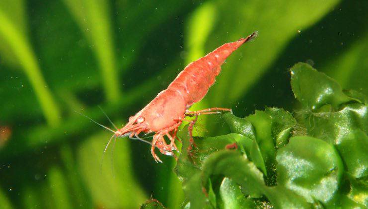 Gambero in mare che minaccia l’ecosistema 