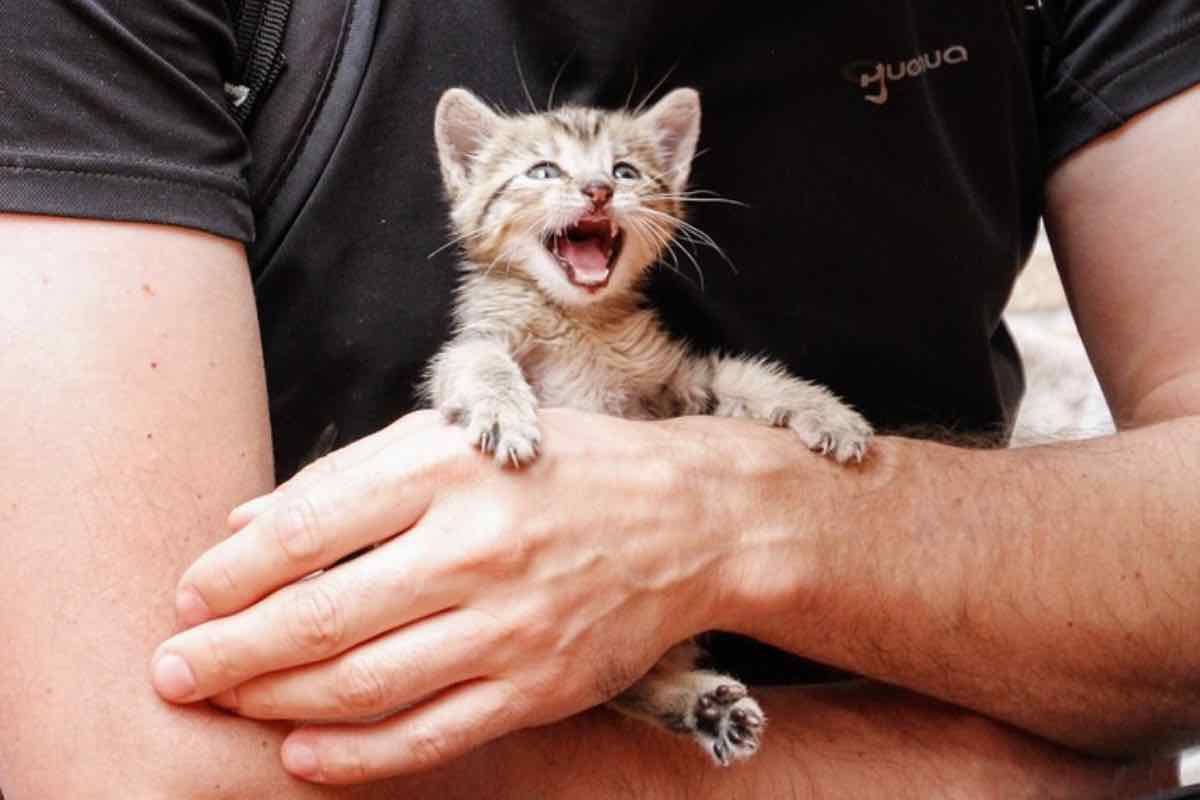 Ti sei mai chiesto perché il tuo gatto miagola così tanto? La risposta ti lascerà di sasso