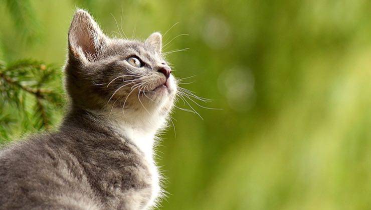 Gattino bianco e grigio solo in strada di campagna 