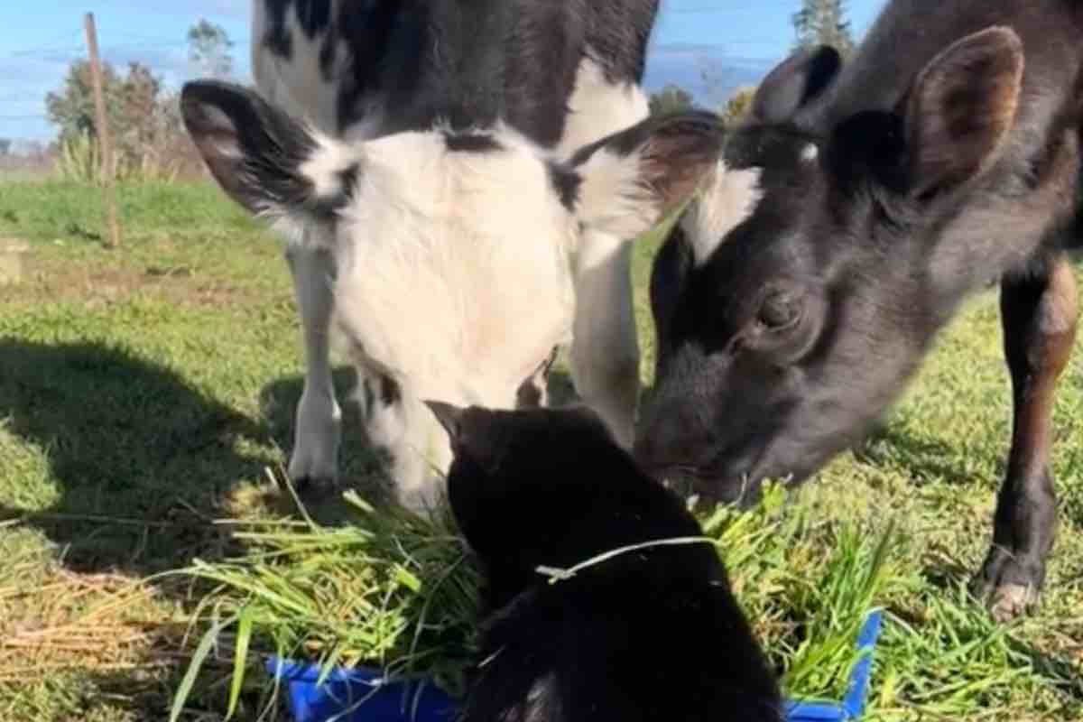 Da sempre vive in una fattoria e non riesce a comprendere la sua vera natura, è un gatto ma pensa di essere...