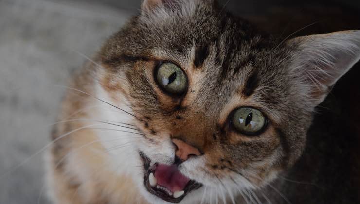 Gatto striato con occhi verde miagola in casa 