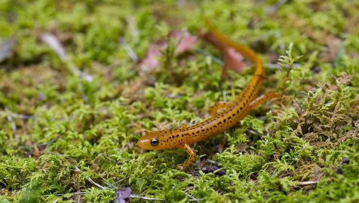 Piccolo geco che cammina sull'erba 