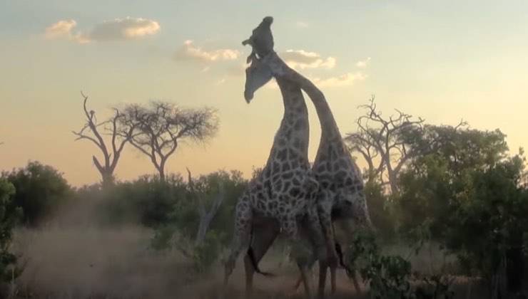 Giraffe si scontrano piegandosi il collo al tramonto 