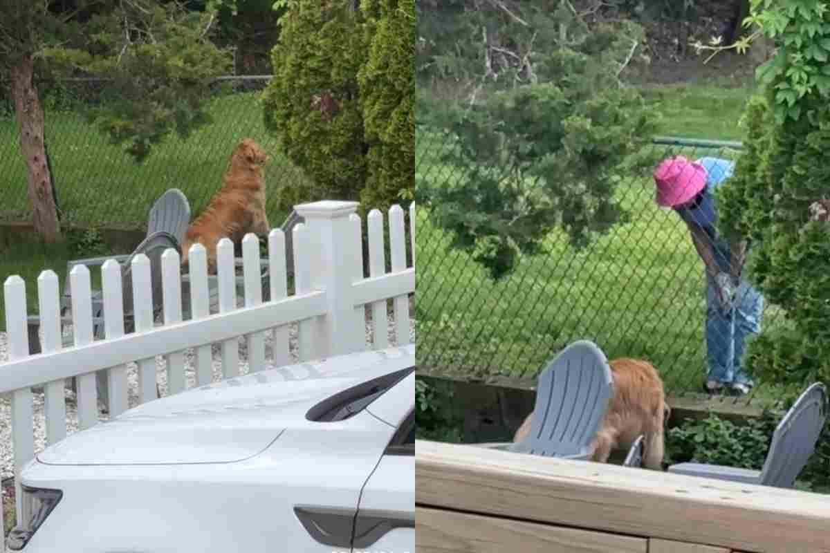 Cane e vicina di casa nel cortile