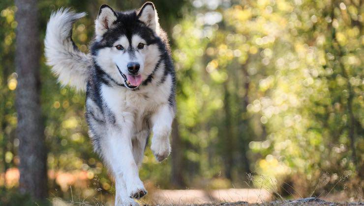 Husky senza collare corre verso la camera 