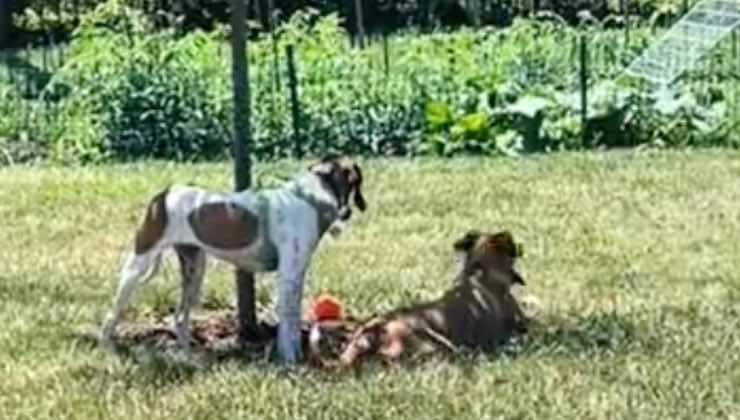 I due cani seduti vicini all'ombra in giardino