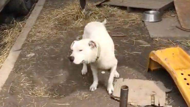 Cane bianco da solo legato a una catena 