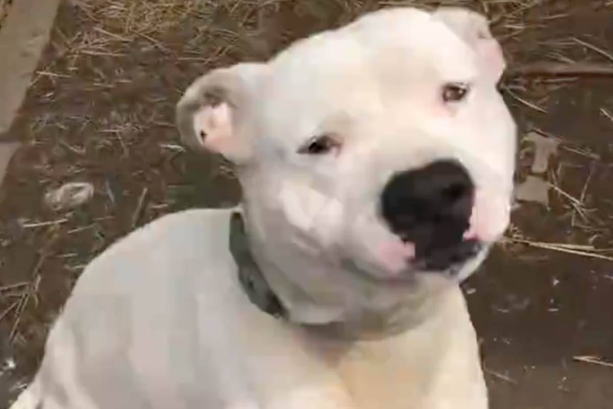 Il cane bianco legato alla catena in strada