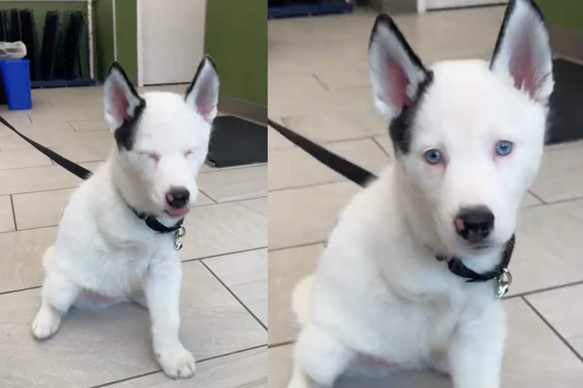 Piccolo Husky siberiano tripode bianco e nero