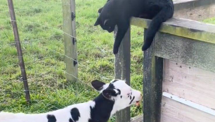 Gatto nero gioca con una mucca nella fattoria 