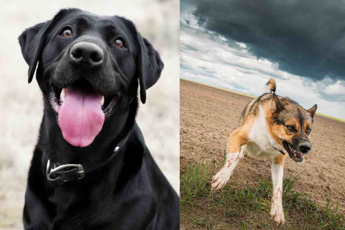 Il mio cane ha cambiato i suoi comportamenti, è possibile? 6 motivi per cui accade