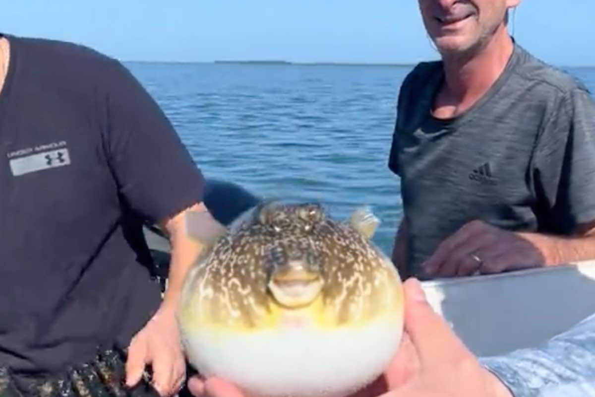 Pesce palla nelle mani di un uomo sulla barca