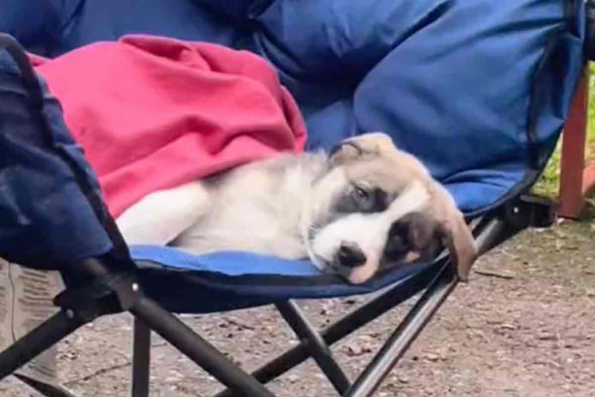 Cucciolo di cane sdraiato su una sedia da campeggio