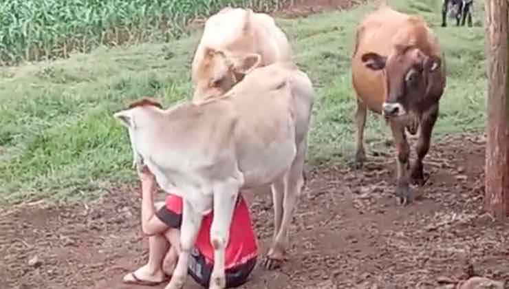 Mucche circondano l'uomo accasciato sul terreno 