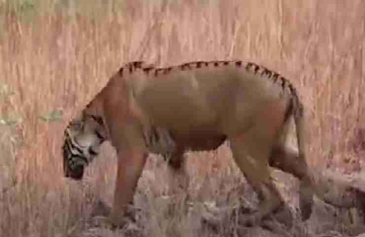 La tigre non ha le tipiche strisce che la contraddistinguono, ma sarà vero?