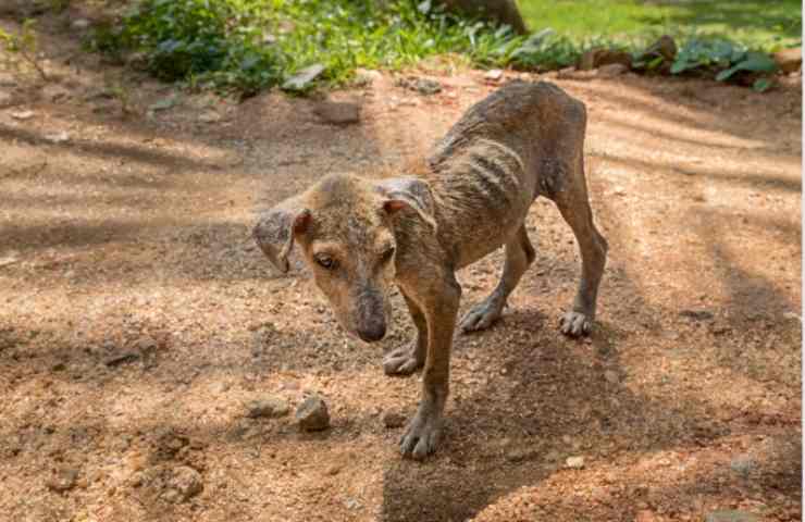 Maltrattamento di animali. A chi devo rivolgermi se vedo maltrattare un animale?