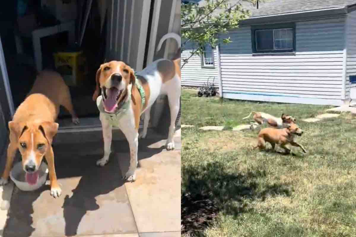 Una coppia di cani in giardino