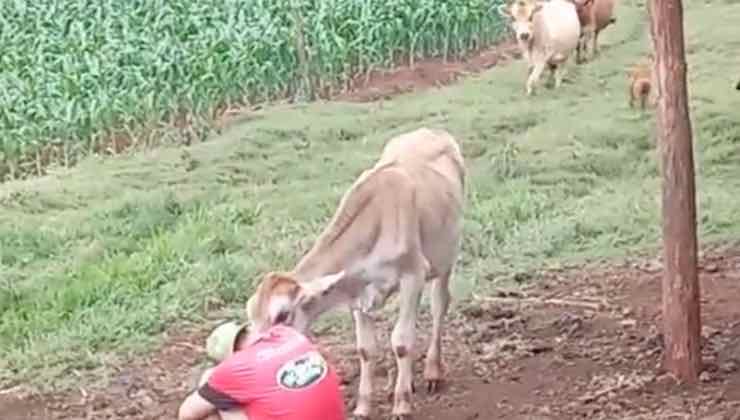 Mucca si piega verso l'uomo seduto a terra 