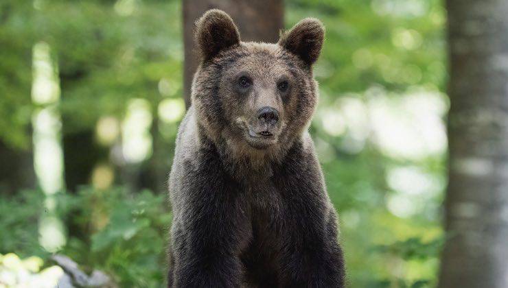 L’avvistamento dell’orso nella valle 