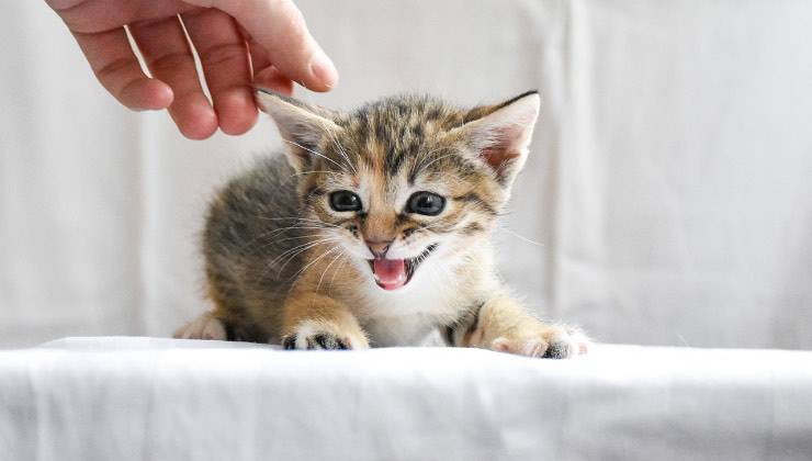 Piccolo gatto miagola mentre è seduto sul letto 