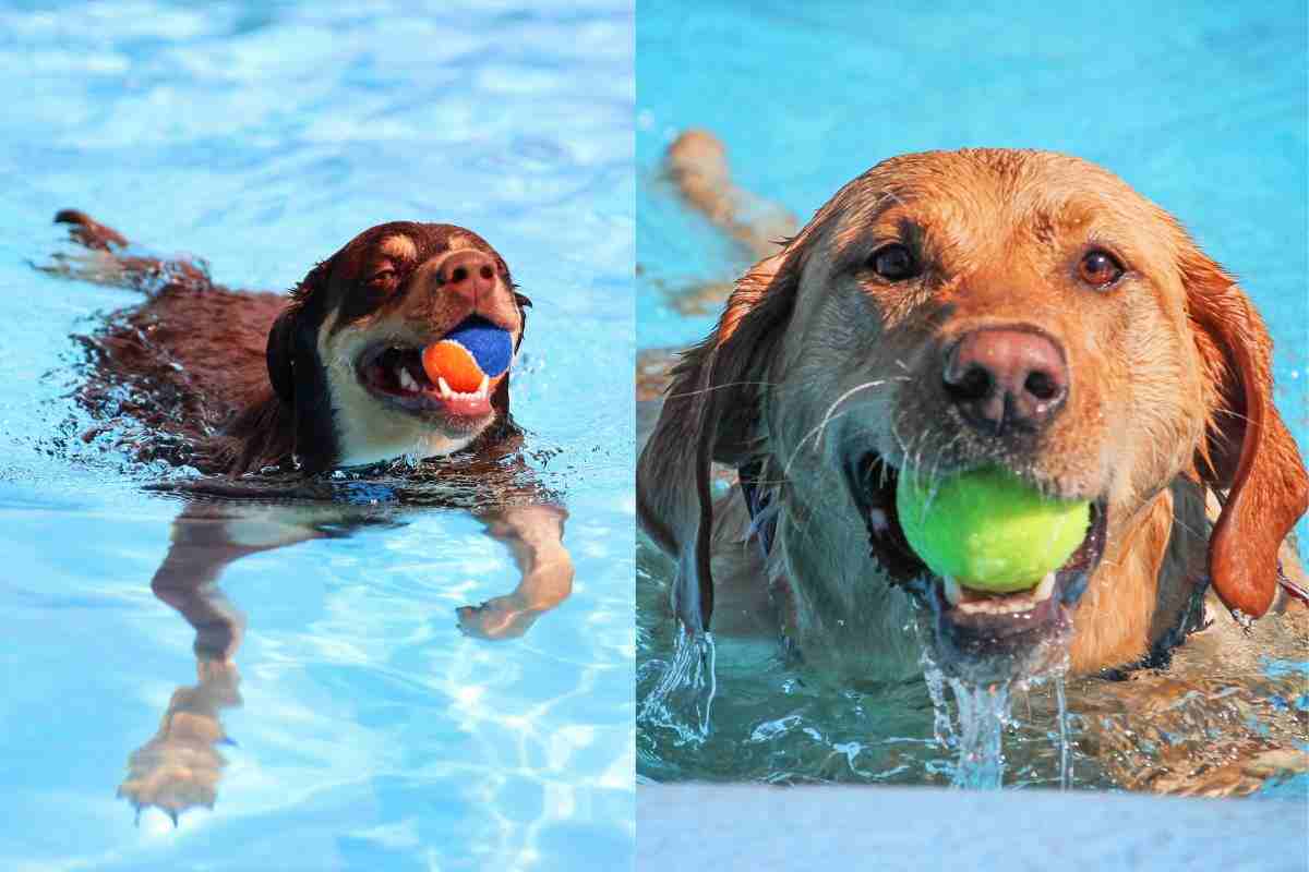 Non tutti i cani amano l'acqua, ma queste 16 razze potrebbero persino viverci