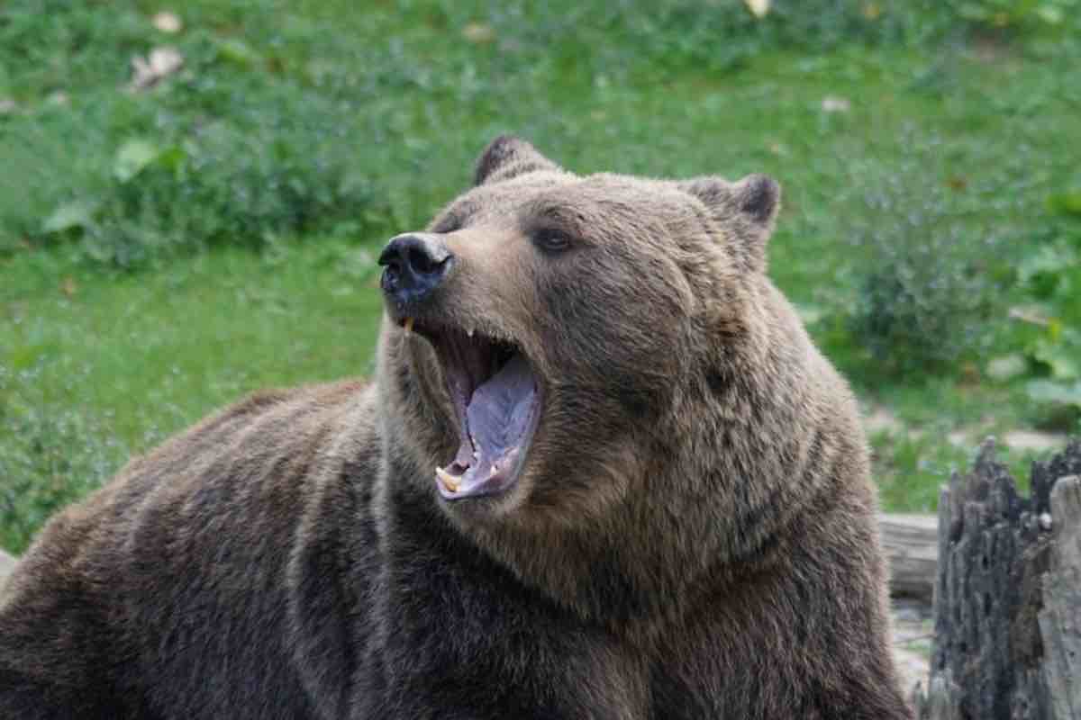 Orso bruno durante avvistamento su una roccia