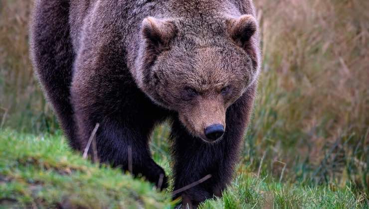 Avvistamento di un orso nella natura 