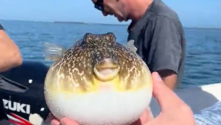 Reazione di un pesce palla fuori dall'acqua 