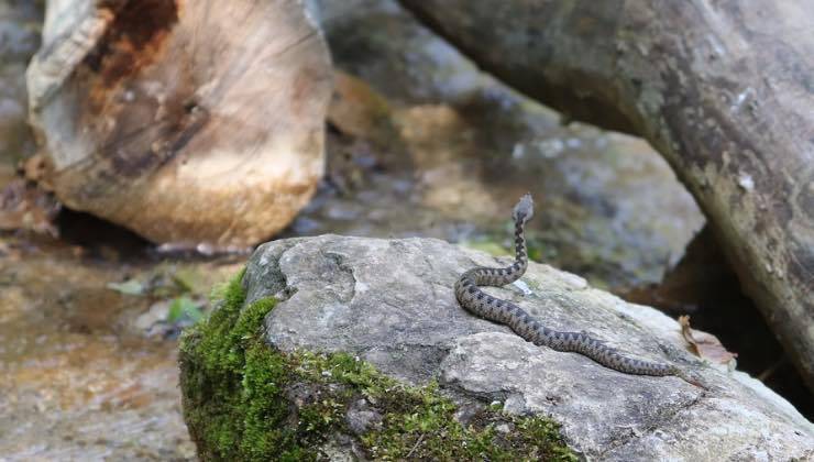 Vipera tra le rocce di un territorio lagunoso 