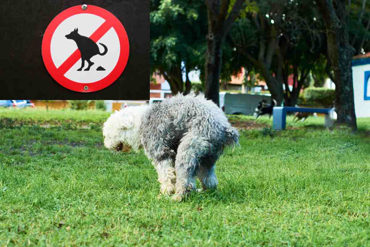 La situazione ci sta sfuggendo di mano servono più cestini nei parchi per gli escrementi e meno maleducazione