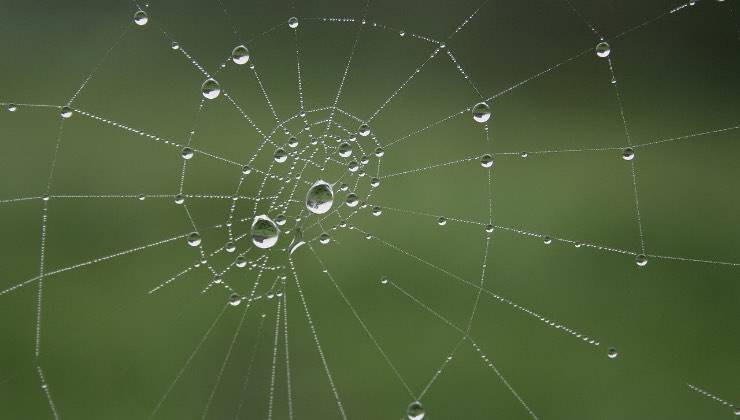 Gocce d'acqua sulla casa di un ragno nella natura 