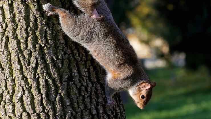 Scoiattolo si sporge dall'albero nel parco 