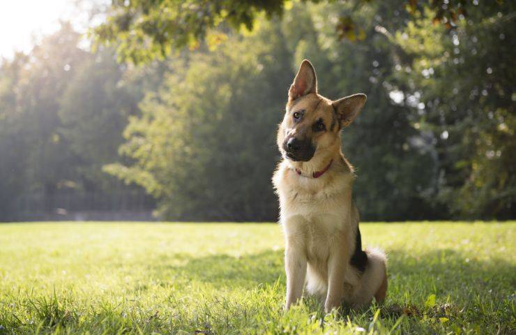 Cane muove la testa