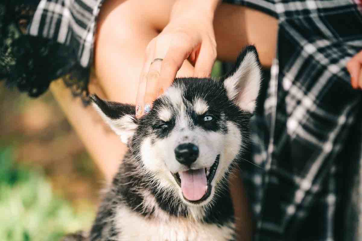 Carezza al pelo di un cucciolo di cane abituato al freddo