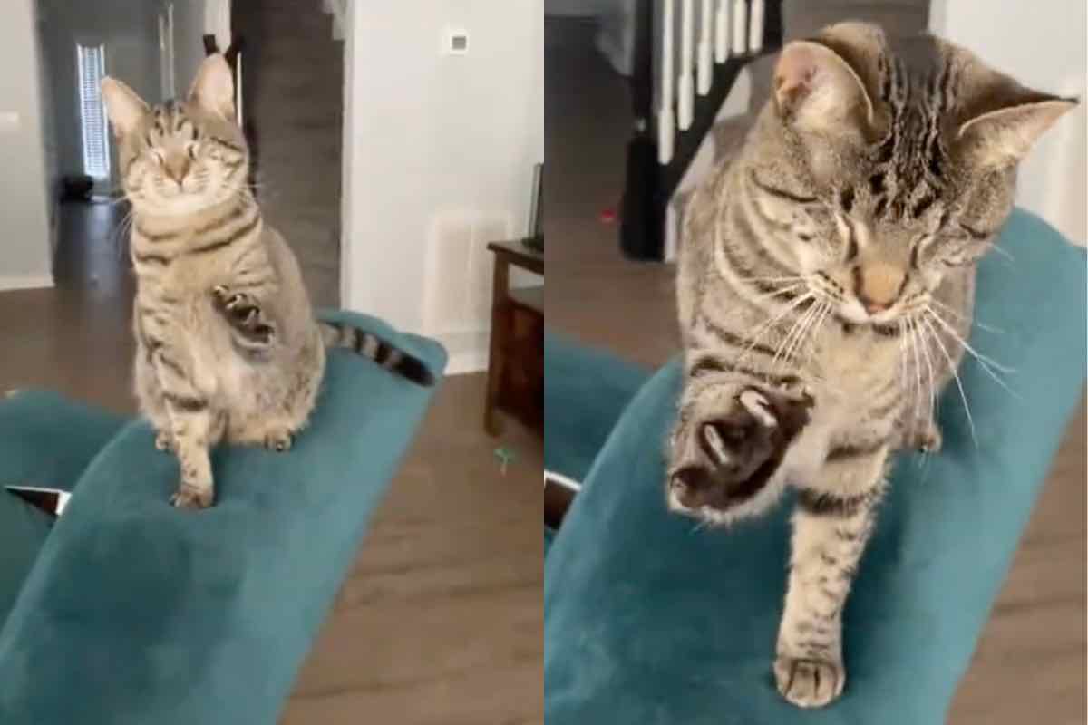 Gatto striato senza occhi allunga la zampa