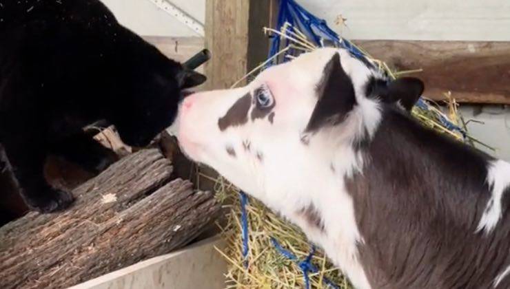 Gatto si avvicina a una mucca bianca nella stalla 