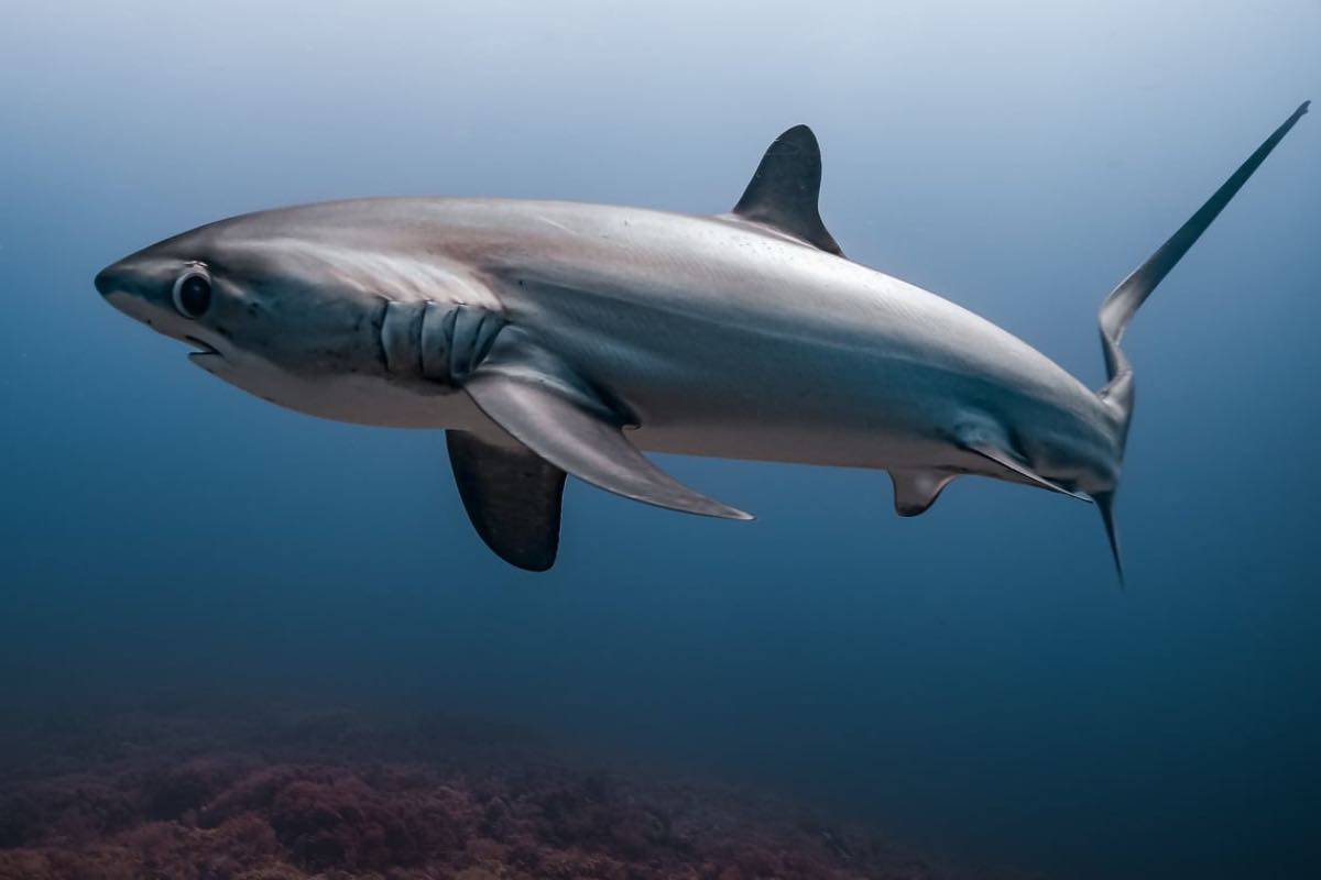 Hai paura degli squali? Dove trovarli in Italia e tutte le specie che popolano il nostro mare