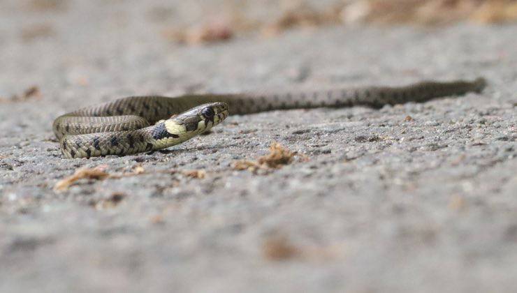 Piccola vipera striscia su un territorio sabbioso 