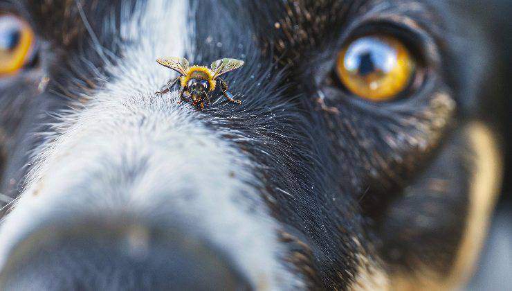 ape sul naso del cane