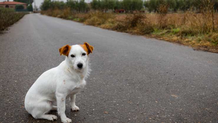 cane abbandonato