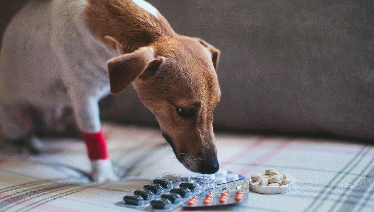 cane e farmaci