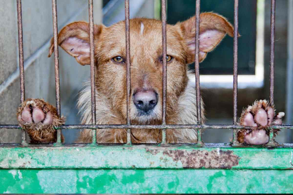 Situazione allarmante: abbandoni di animali da bollino rosso